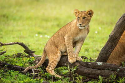 View of a cat on land