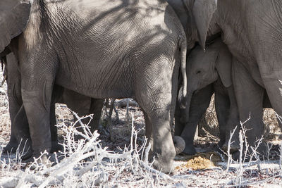 Calf standing amidst elephants on field