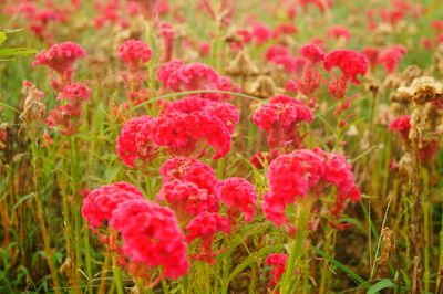 Close-up of pink flowering plants on field