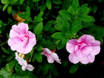 Close-up of pink flowers