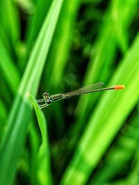 Close-up of insect on grass