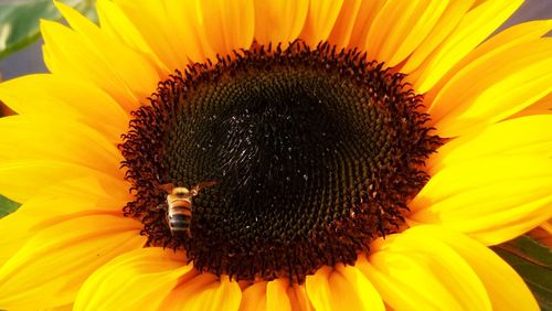 Close-up of sunflower blooming outdoors