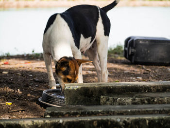 Close-up of a dog eating outdoors