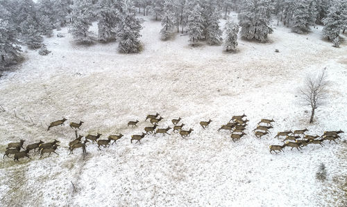 High angle view of elk on snow covered land