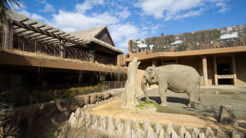 Elephant in higashiyama zoo and botanical gardens with higashiyama sky tower in cloudy blue sky day