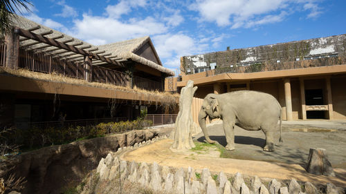 Elephant standing in front of building against sky