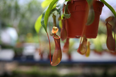 Close-up of plants hanging on field