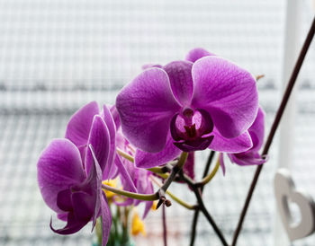 Close-up of pink orchid flower