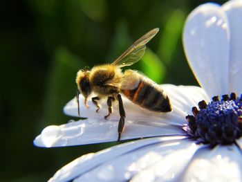 Close-up of bee on flower