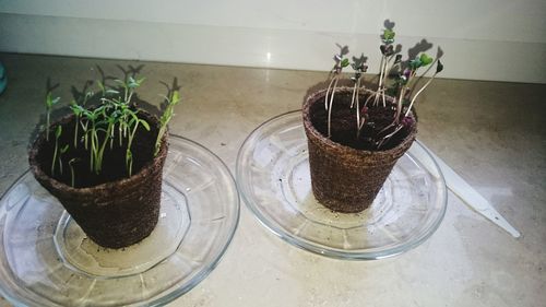 Potted plants in pot