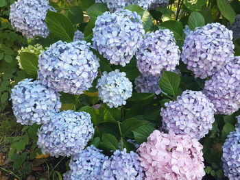 Close-up of purple hydrangea flowers