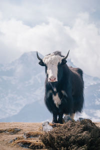 Portrait of horse standing on rock against sky