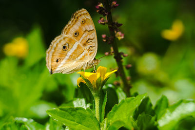 Close-up of butterfly pollinating on flower