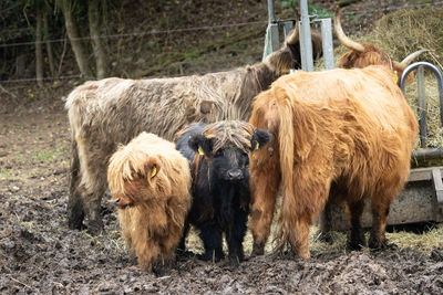 Galloway cattle standing in a field