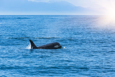 View of swimming in sea