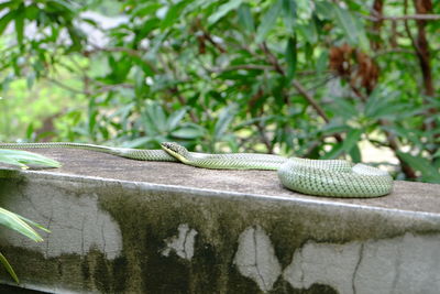 Close-up of lizard on tree