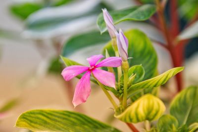 Close-up of pink flowering plant