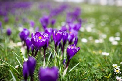 Close-up of purple crocus flowers on field