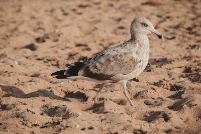 Close-up of seagull perching on sand