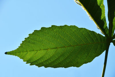 Low angle view of leaves against clear sky