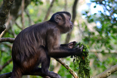 Monkey sitting in a forest