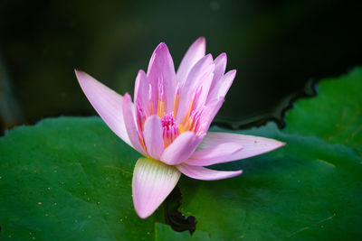 Close-up of lotus water lily in pond