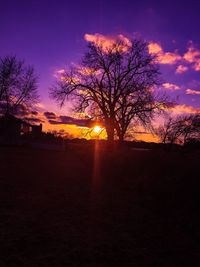 Silhouette of bare tree at sunset