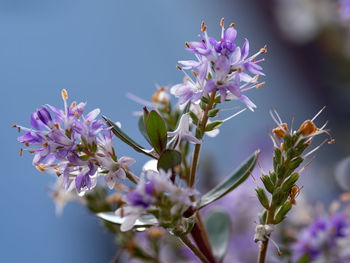 Close-up of purple flowering plant