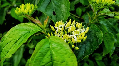 Close-up of yellow flowering plant