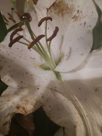 Close-up of white flowering plant