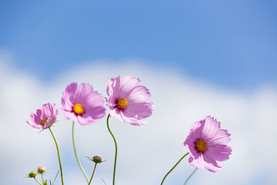 Close-up of pink flowers