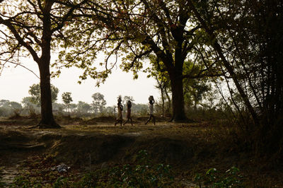 Trees on field in forest