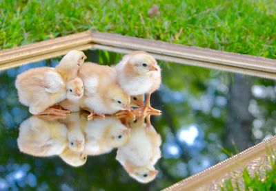 High angle view of chicks on glass