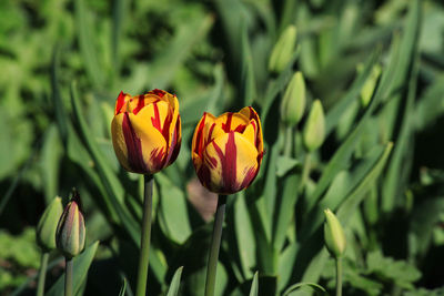 Close-up of red flower