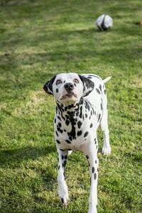 Dog on field