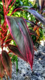 Close-up of red flower