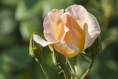 Close-up of rose against blurred background