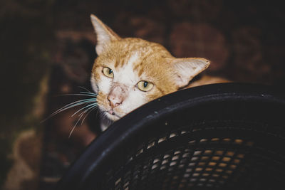 Close-up portrait of a cat