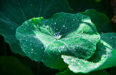 Close-up of raindrops on leaves