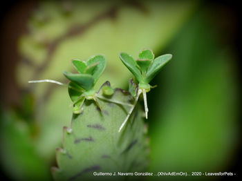 Close-up of green plant