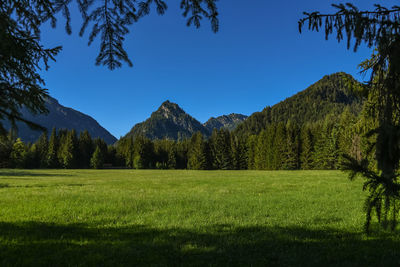 Scenic view of field against clear blue sky