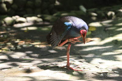 Close-up of a bird