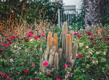 Close-up of pink flowering plants in garden