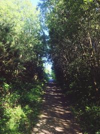 Footpath amidst trees in forest