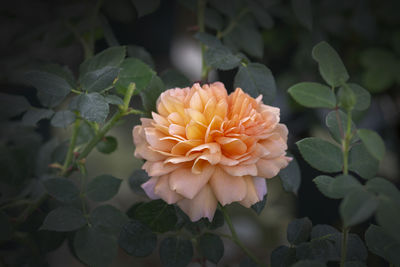 Close-up of flowering plant