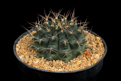 Close-up of cactus plant against black background
