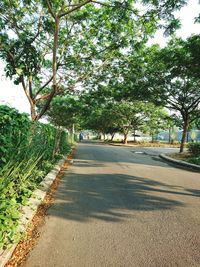 Empty road along trees and plants in city