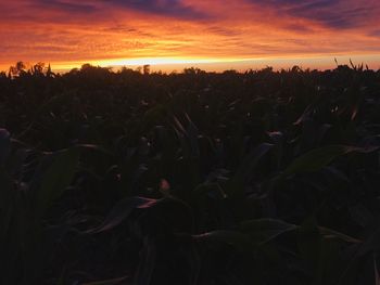 Close-up of silhouette plants on field against sunset sky