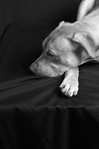 Portrait of a pit bull dog lying down against black background. 