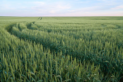 Scenic view of agricultural field against sky